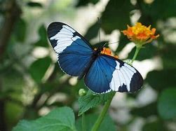 Image result for Rare Butterfly