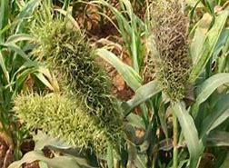 Image result for Green ear disease (downy mildew) of bajra caused by