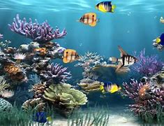 Image result for Cool Moving Wallpapers Fish