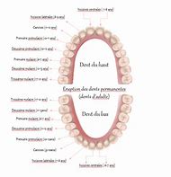 Image result for Humain Les Dents