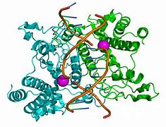 Image result for Enzyme