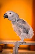 Image result for African Grey Red Tail Parrot