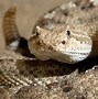 Image result for Speckled Rattlesnake