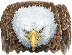 Image result for Eagle Head Art