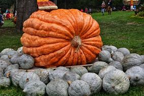 Image result for Pumpkin Festival