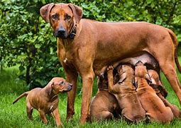 Image result for Animals That Give Birth