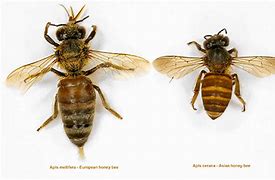 Image result for Honey Bee Size
