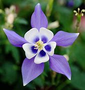 Image result for Columbine Flower