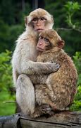 Image result for Cute Monkeys Hugging