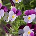 Image result for Pansy