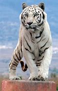 Image result for Animated White Tiger
