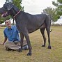 Image result for Biggest Dog in the World