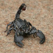 Image result for Imperial Scorpion