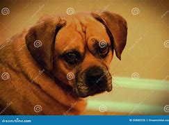 Image result for Funny Puggle