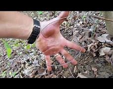 Image result for Rabbit Snare Triggers