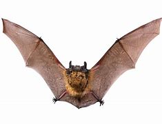 Image result for bat