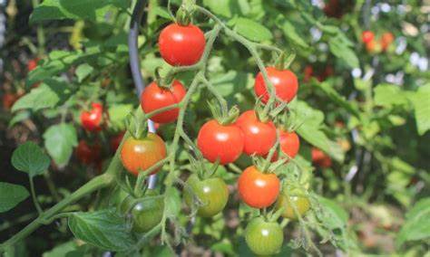 7 astuces pour faire pousser de beaux plants de tomate. | Trucs pratiques