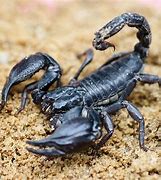 Image result for Black Emperor Scorpion Ready to Strike