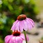Image result for Small Perennials for Sun