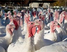Image result for Bird Flu Turkeys South Carolina