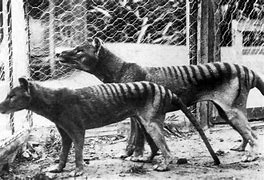 Image result for Tasman Tiger
