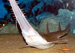 Image result for Saw Head Shark