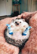 Image result for Funny Animal Babies