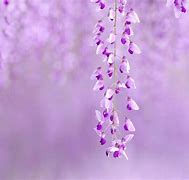 Image result for Purple Cute Wallapers