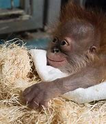 Image result for Funny Cute Baby Animals
