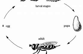 Image result for Killer Bee Life Cycle