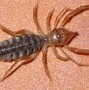 Image result for Colorado Scorpions