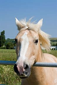 Image result for Horse Close Up Face