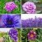 Image result for Keep Going Purple Flowers