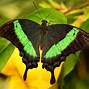 Image result for Real Colorful Butterflies