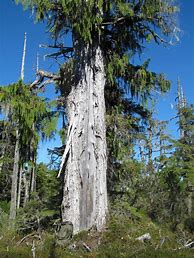 Image result for alaska yellow cedar trees