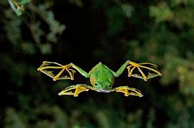 Image result for Fly Frog