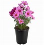 Image result for Flowers at Lowe's