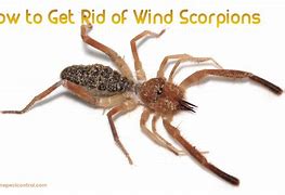 Image result for Wind Scorpion Bite