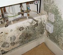 Image result for Mold Remediation