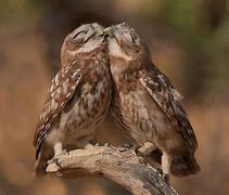 Image result for Animals I Love You
