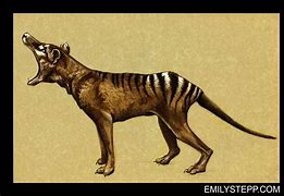 Image result for Thylacine Art