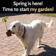 Image result for Funny Spring Pics