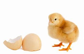Image result for Poultry Parturition