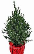 Image result for Rosemary Christmas Trees Home Depot