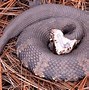Image result for Water Moccasin Teeth