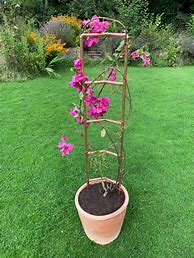 Image result for Green Fan Style Pot Trellis