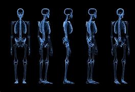 Image result for Human Skeleton X-ray