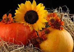 Image result for Harvest Fall Color