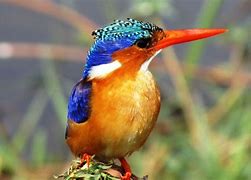 Image result for African Congo Rainforest Animals