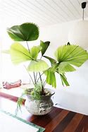 Image result for Plante Tropicales Interieur